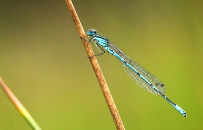 Azuurwaterjuffer - Azure Damselfly - Coenagrion puella