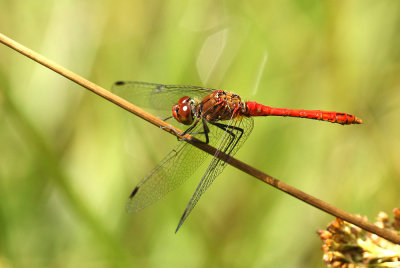 Bloedrode Heidelibel - Ruddy Darter - Sympetrum sanguineum