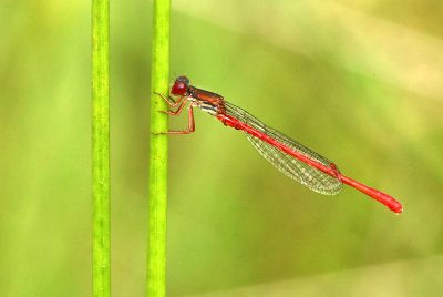 Koraaljuffer - Small Red Damselfly - Ceriagrion tenellum