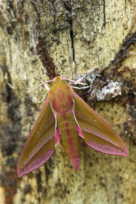Groot Avondrood - Elephant hawk-moth - Deilephila elpenor