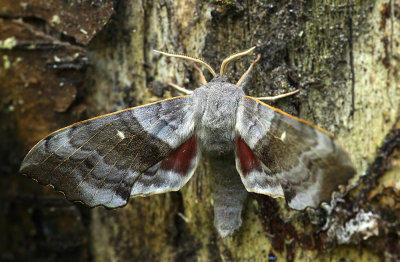Populierenpijlstaart - Poplar hawk-moth - Laothoe populi