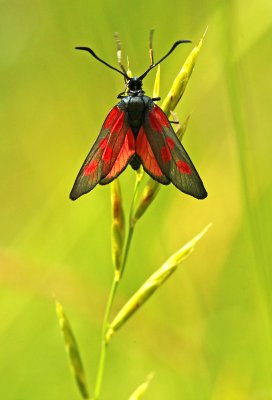 Vijfvlek-Sintjansvlinder - Five-spot burnet - Zygaena trifolii