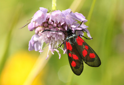 Vijfvlek-Sintjansvlinder - Five-spot burnet - Zygaena trifolii