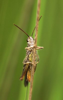 Bruine Sprinkhaan - Field Grasshopper - Chortippus brunneus