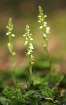 Dennenorchis - Goodyera repens