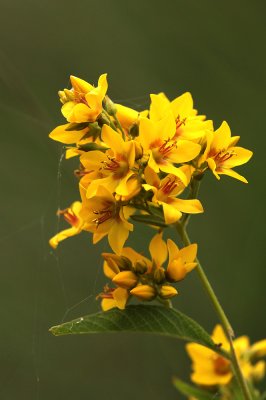 Grote Wederik - Garden loosestrife - Lysimachia vulgaris