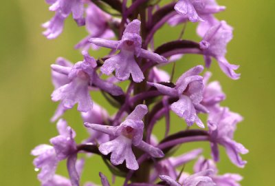 Grote Muggenorchis - Fragrant orchid - Gymnadenia conopsea