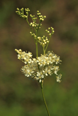 Moerasspirea - Meadowsheet - Filipendula ulmaria
