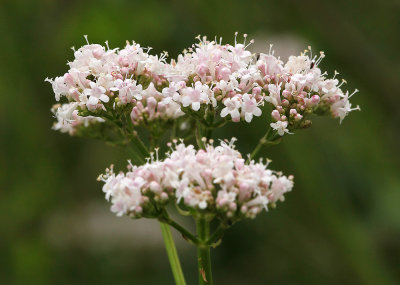 Echte Valeriaan - Common valerian - Valeriana officinalis