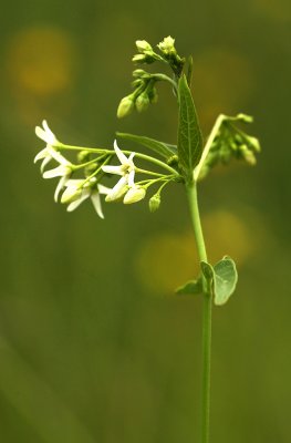Witte Engbloem - Common vincetoxicum - Vincetoxicum hirundinaria