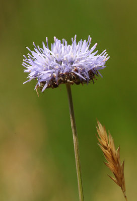 Zandblauwtje - Sheeps bit - Jasione montana