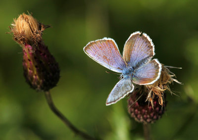 Heideblauwtje - Silver-studded Blue - Plebejus argus