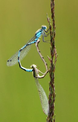 Watersnuffel - Common Blue Damselfly - Enallagma cyathigerum