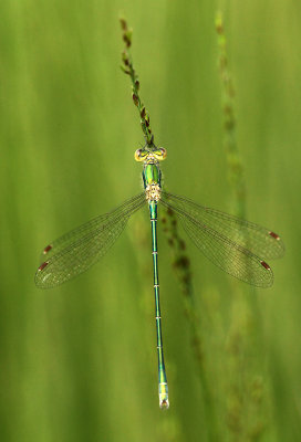 Tengere Pantserjuffer - Small Emerald Damselfly - Lestes virens