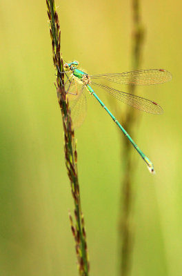Tengere Pantserjuffer - Small Emerald Damselfly - Lestes virens