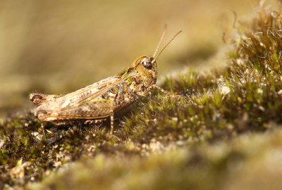 Knopsprietje - Mottled Grasshopper - Myrmeleotettix maculatus
