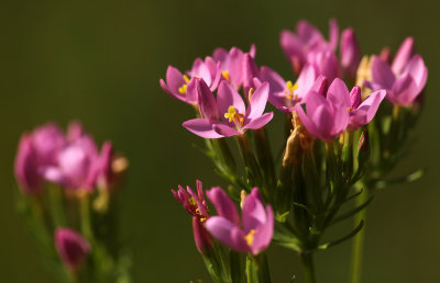 Echt Duizendguldenkruid - Common centaury - Centaurium erythraea