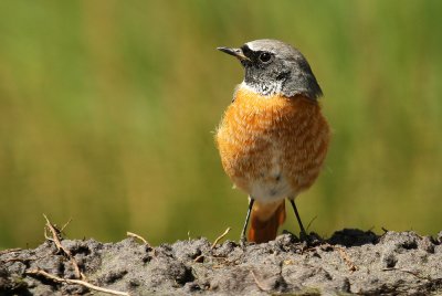 Gekraagde Roodstaart - Redstart