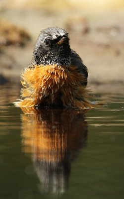 Gekraagde Roodstaart - Redstart