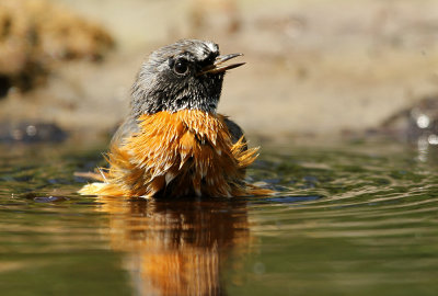 Gekraagde Roodstaart - Redstart