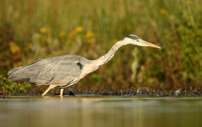Blauwe Reiger - Grey Heron
