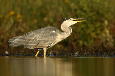 Blauwe Reiger - Grey Heron