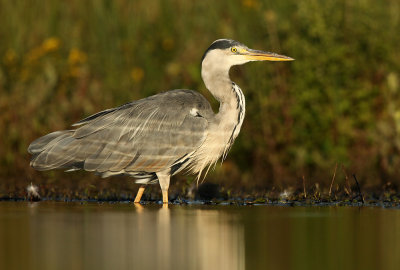 Blauwe Reiger - Grey Heron