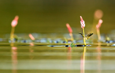 Veenwortel - Water smartweed - Polygonum amphibium