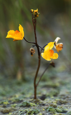 Loos Blaasjeskruid - Western Bladderwort - Utricularia australis