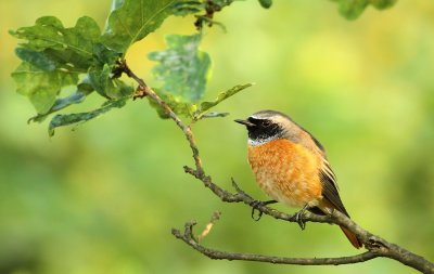 Gekraagde Roodstaart - Redstart