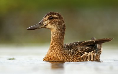 Zomertaling - Garganey