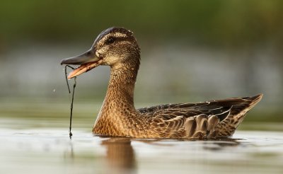 Zomertaling - Garganey