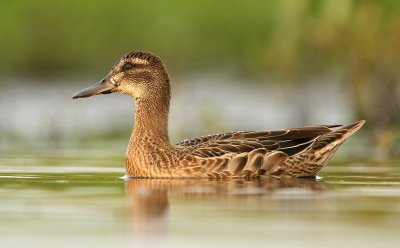 Zomertaling - Garganey