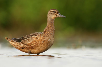 Zomertaling - Garganey