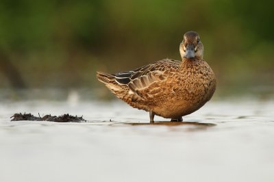 Zomertaling - Garganey