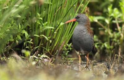 Waterral - Water Rail