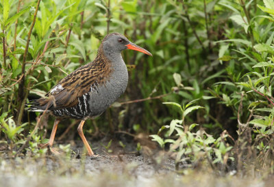 Waterral - Water Rail