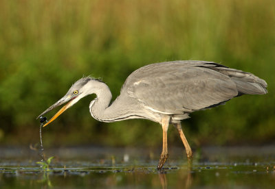 Blauwe Reiger - Grey Heron