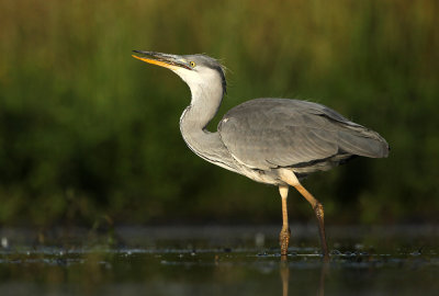 Blauwe Reiger - Grey Heron