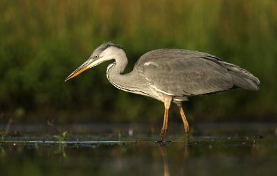 Blauwe Reiger - Grey Heron