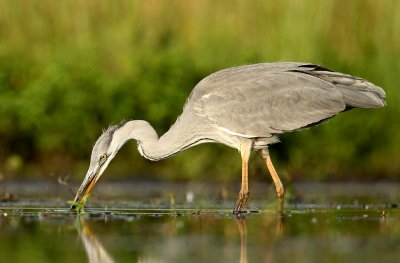 Blauwe Reiger - Grey Heron
