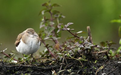 Oeverloper - Common Sandpiper