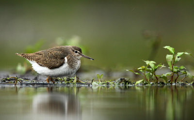 Oeverloper - Common Sandpiper