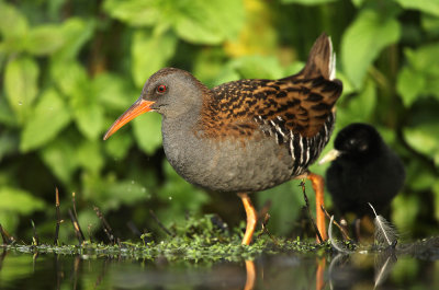 Waterral - Water Rail