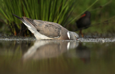 Houtduif - Wood Pigeon