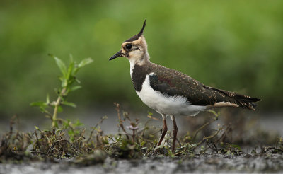 Kievit - Lapwing