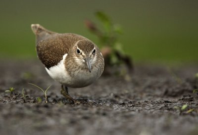 Oeverloper - Common Sandpiper