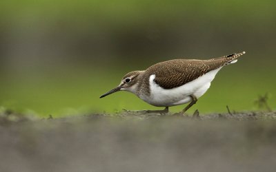 Oeverloper - Common Sandpiper