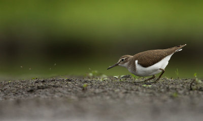 Oeverloper - Common Sandpiper