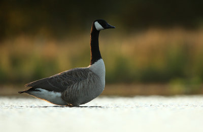 Canadese Gans - Canada Goose